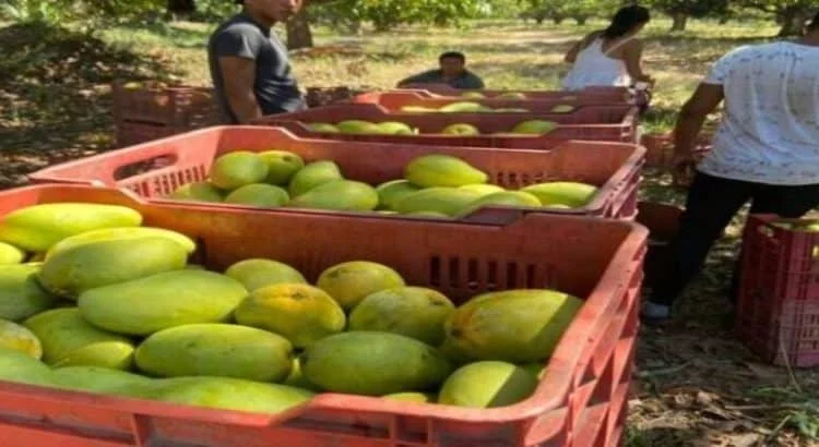 produccion-mango-750x410-1-750x410