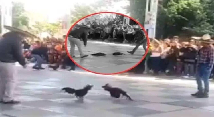 Denuncian supuesta pelea de gallos al interior de una primaria en Hidalgo