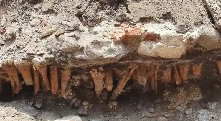 Hallan huesos en obras de Veracruz; ‘podrían ser de humanos’