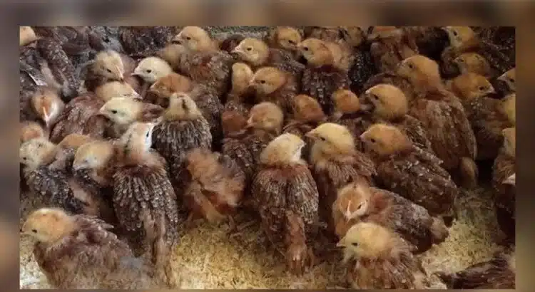 OGMEX amenazan selva en Puebla insiste en granjas