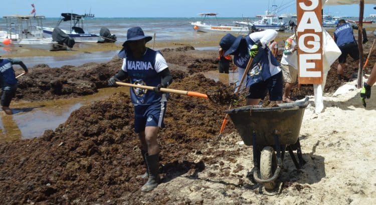 Playa del Carmen intensifica acciones contra el sargazo
