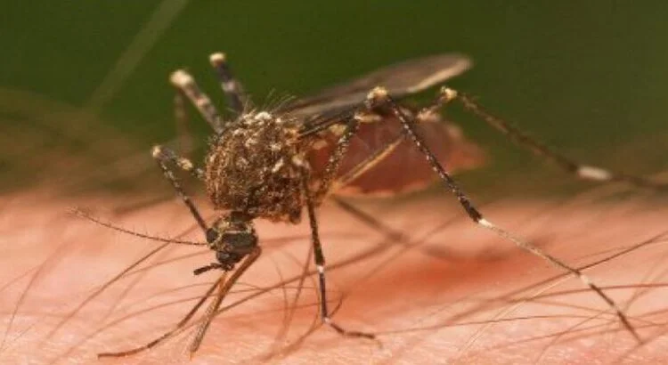 Se suman 20 casos de dengue en el estado de Querétaro