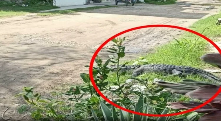 Los cocodrilos crecen sin control en el estado de Tamaulipas