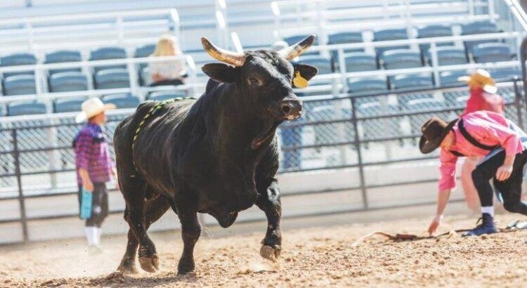 Toro embiste a hombre y termina en el hospital en Tlaxcala