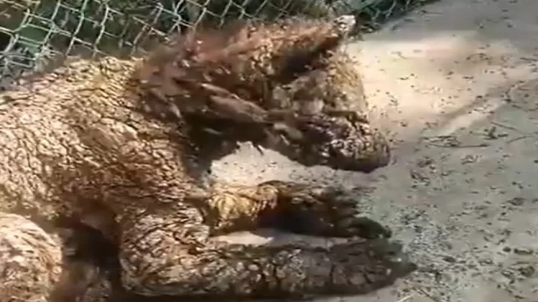 Captan a osezna en deplorables condiciones en zoológico de Nuevo León