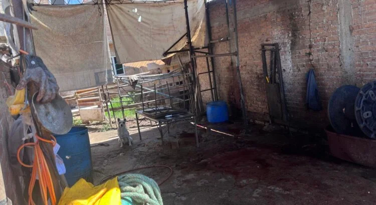 Clausuran presunto matadero clandestino en Durango tras denuncia ciudadana