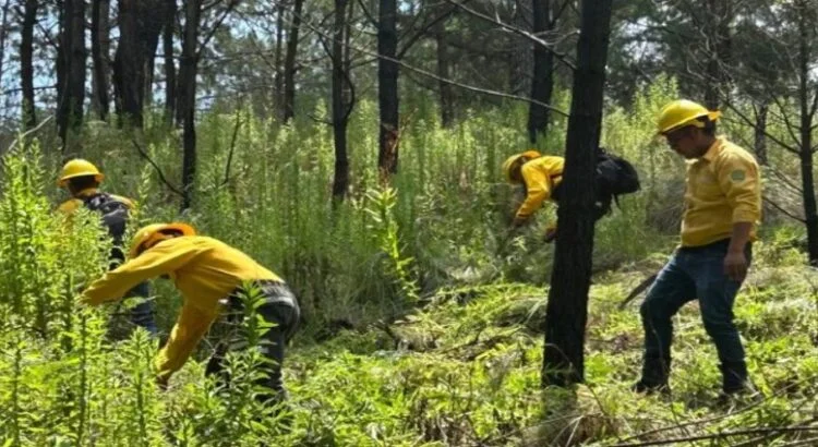 Comienzan actividades para prevención de incendios forestales en Edomex