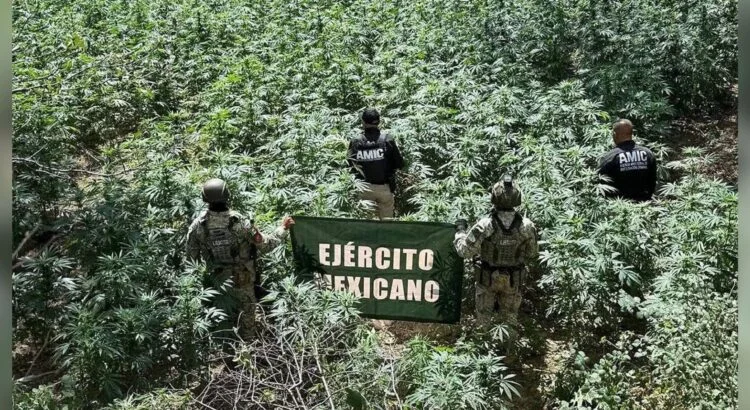 Destruyen 19 plantíos de marihuana en Sonora en lo que va de 2025
