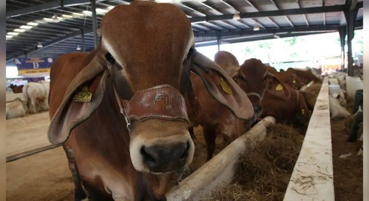 Ganaderos de Chihuahua buscan diversificar exportación ante cierre de frontera de EU por gusano barrenador
