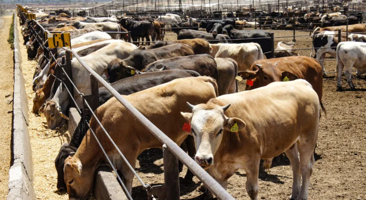Nuevo caso de gusano barrenador complica reapertura de frontera para exportación de ganado