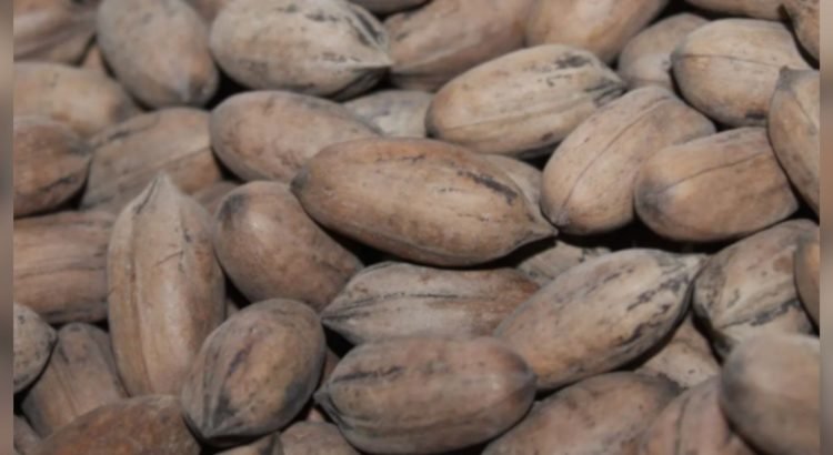 Producción de nuez a la baja, disminución del 13.15% en la cosecha 2025