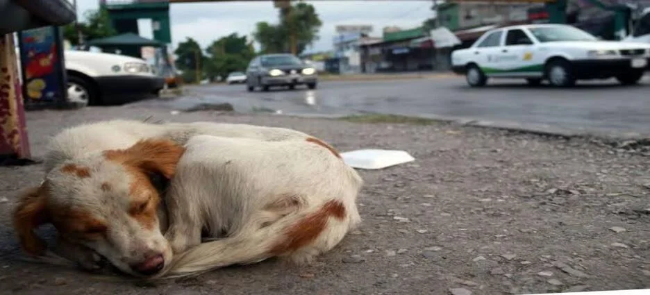Registra Nuevo León récord en delitos de maltrato animal con 53 en agosto 2025