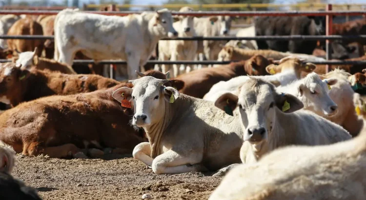 Cierre de la frontera al ganado impacta severamente la economía ganadera de Durango