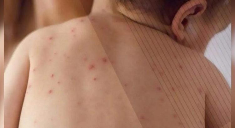 chihuahua-18-750x410