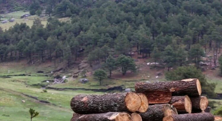 Piden restaurar áreas forestales afectadas en Tlalnepantla