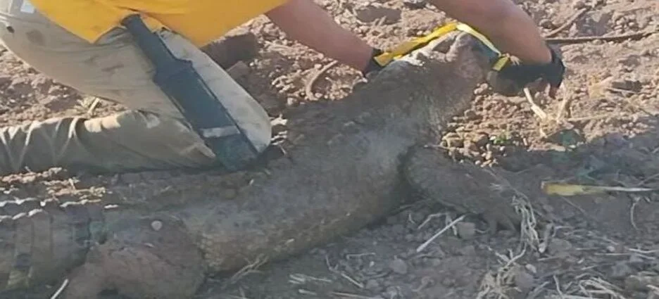 Resguardan a caimán encontrado en canal de riego
