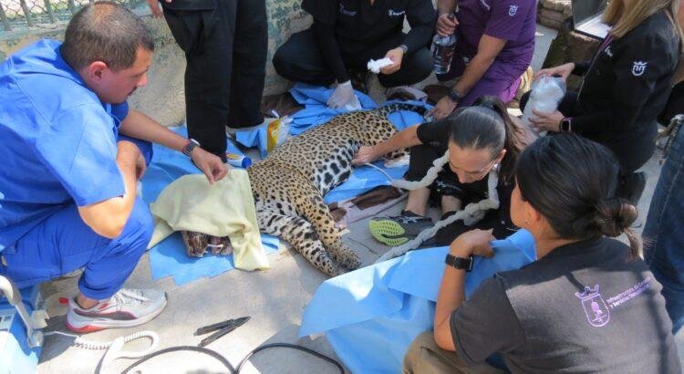 Robo de malla de contención deja sin protección a jaguar que perdió la vida en Nayarit