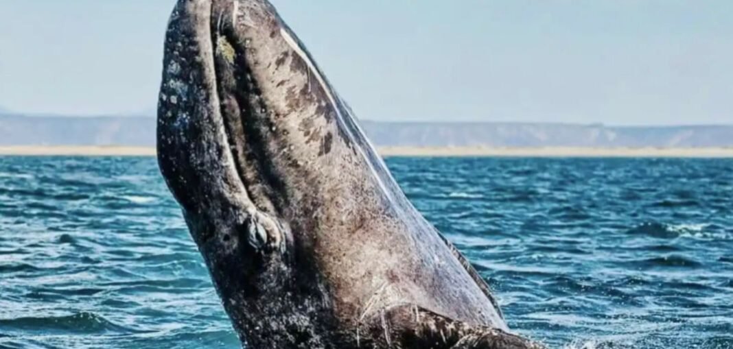 4fec55e6-be67-457f-b701-0b1ed2748417