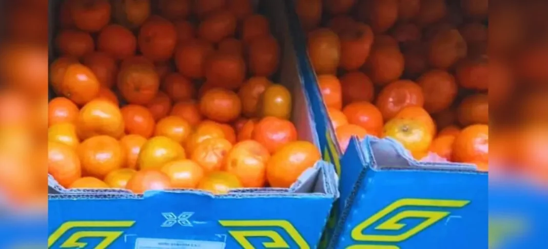 Con alta demanda la producción de mandarina en Sonora