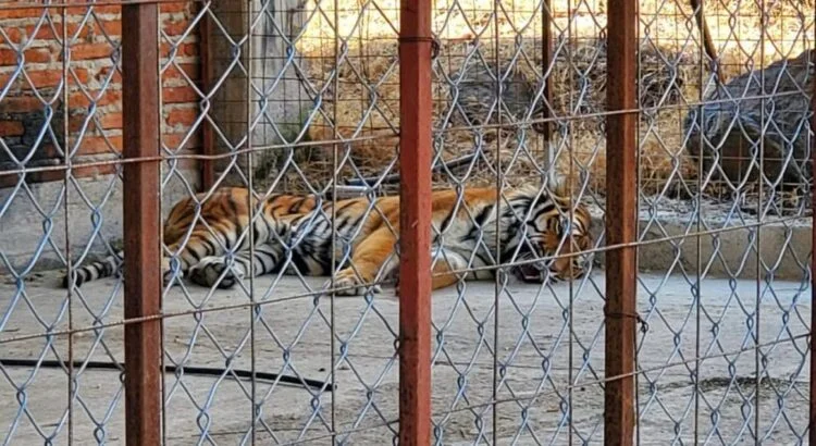 Decomisados, el 80% de animales en zoológico de Morelia