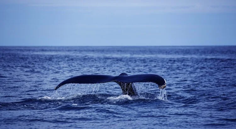 Inicia la temporada de avistamiento de ballenas jorobadas en Acapulco