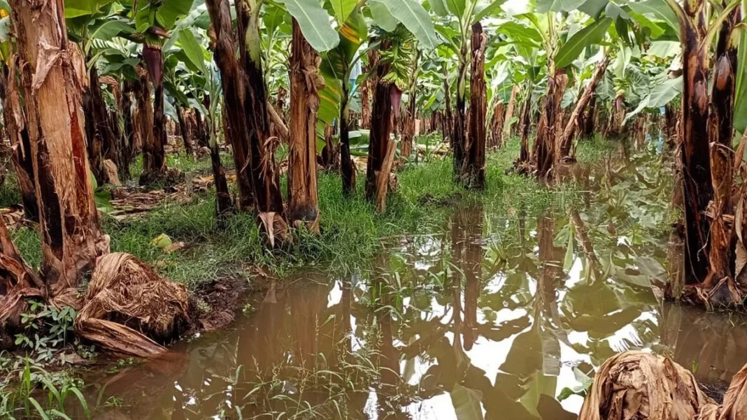 Plataneros de Chiapas piden apoyo ante daños por lluvias y aranceles de EU