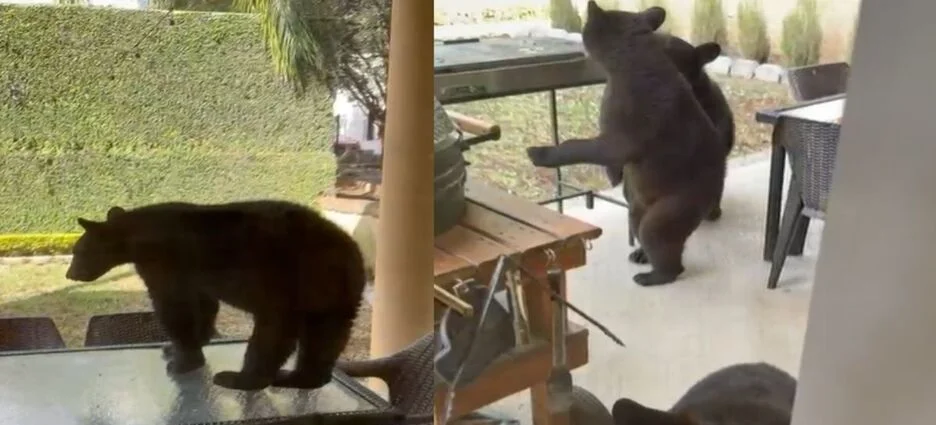 Captan a familia de osos rondando casas al sur de Monterrey