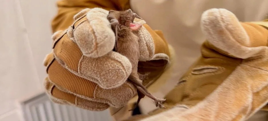 Capturan a murciélago en clínica 17 del IMSS en Monterrey