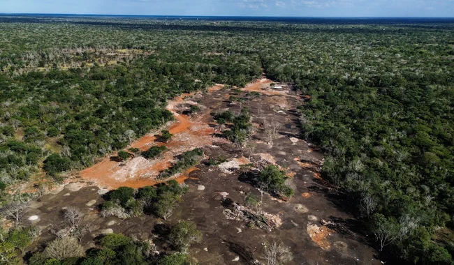 Clausuran predio en Kinchil por daño ambiental en más de cinco hectáreas de selva