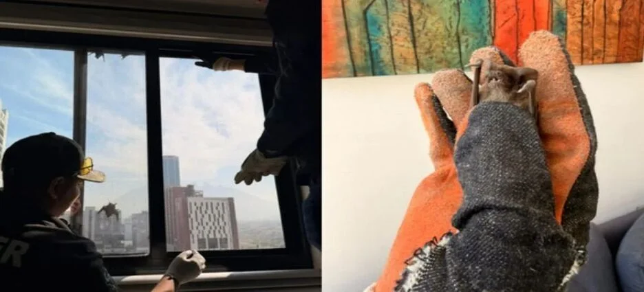 Rescatan 10 murciélagos atrapados en un departamento del Centro de Monterrey