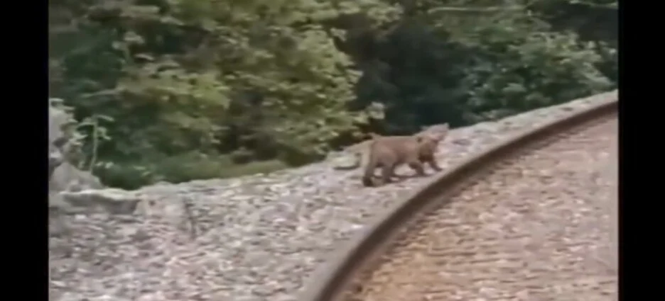 Son captados unos cachorros de jaguar junto a vías del tren en San Luis Potosí