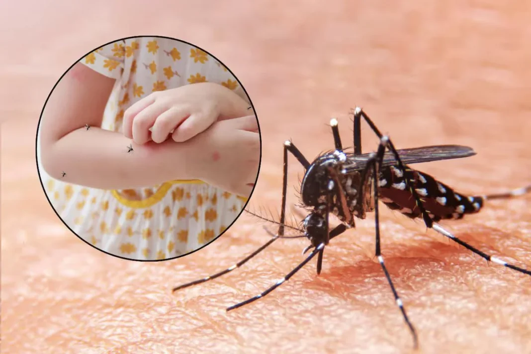 Sonora acumula por dengue 5 muertes y más de 4 mil casos, el doble de los contagios registrados en los últimos tres años