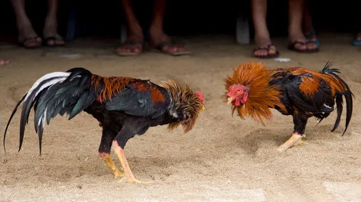 Vuelven peleas de gallos y fiesta brava en Tepic