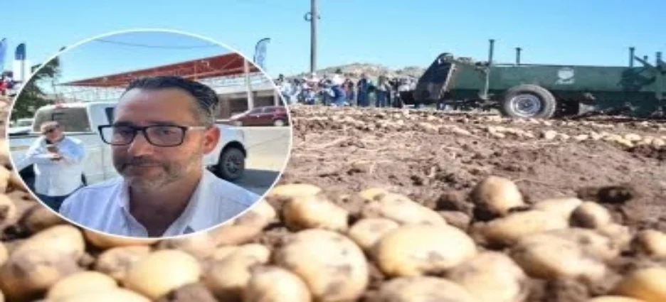 Calor reduce rendimientos en la cosecha de papa en Los Mochis, con avance del 70%