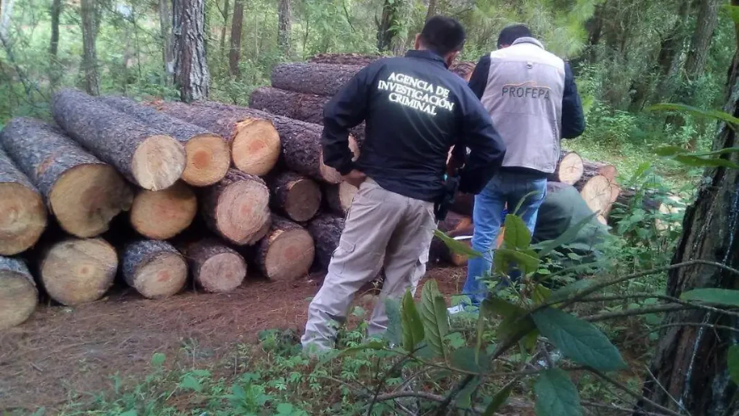 Denuncian tala ilegal y asedio criminal en Madero y sierra de Morelia