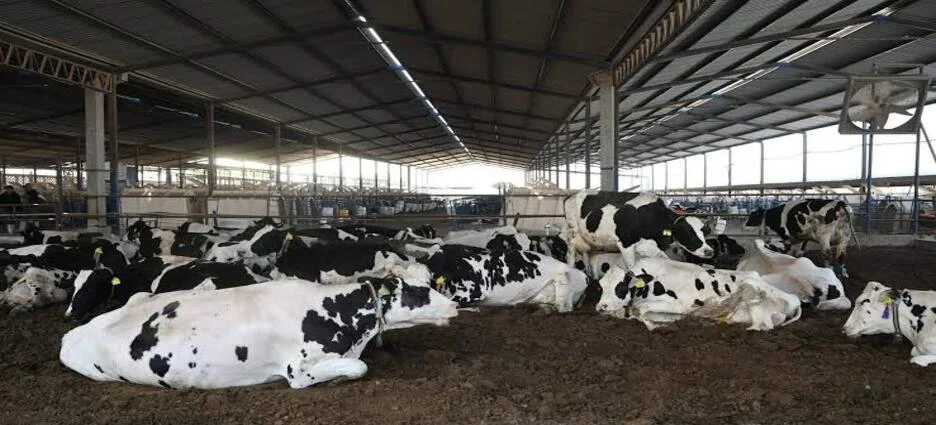 Hidalgo reporta 89 casos de gusano barrenador; descartan sacrificio de ganado