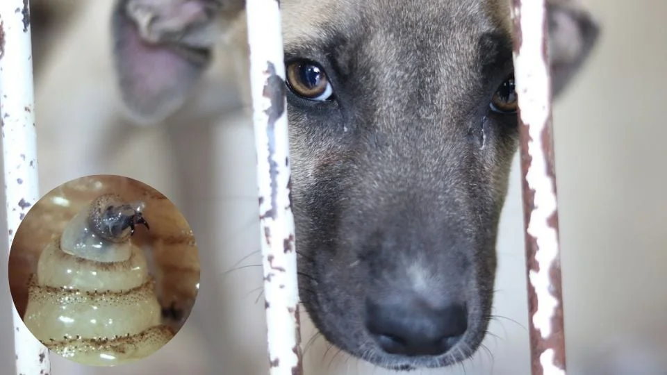 Detectan nuevo caso de gusano barrenador en perro en Monterrey y alertan por su propagación