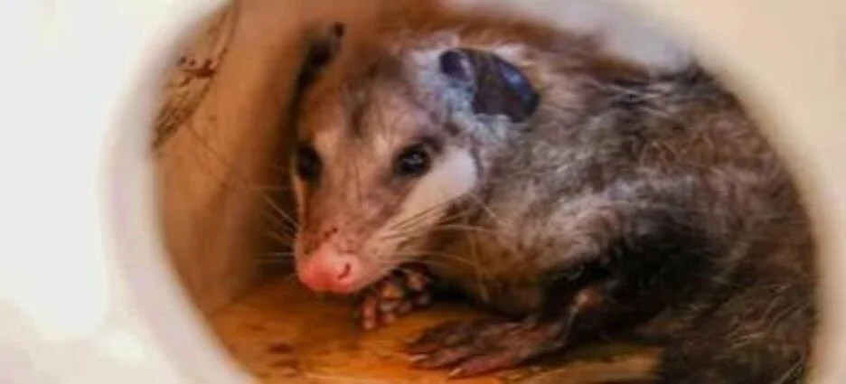 Rescatan a tlacuache