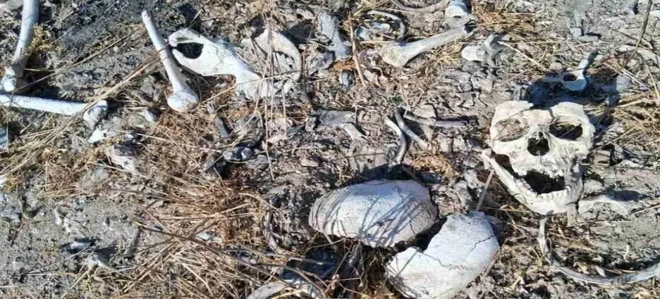 Son encontrados en Reynosa ocho cráneos y restos calcinados