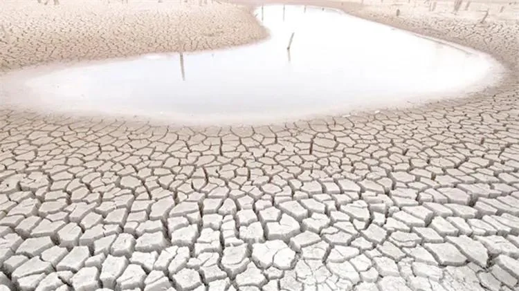 Calor extremo amenaza a la fauna silvestre en Sonora
