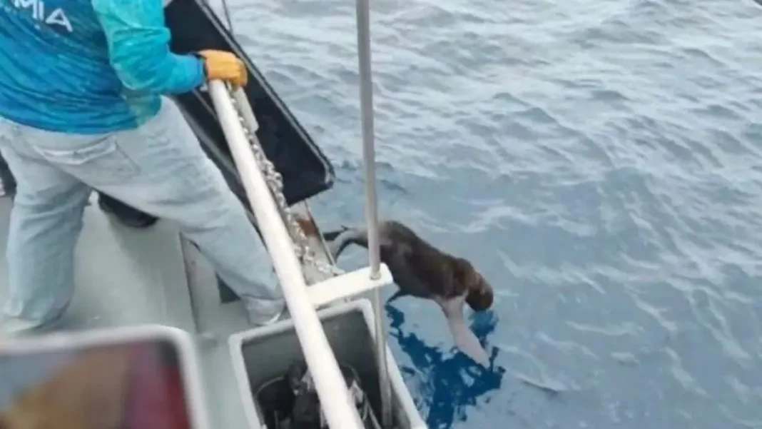 Liberan lobo marino rescatado en costas de Chiapas