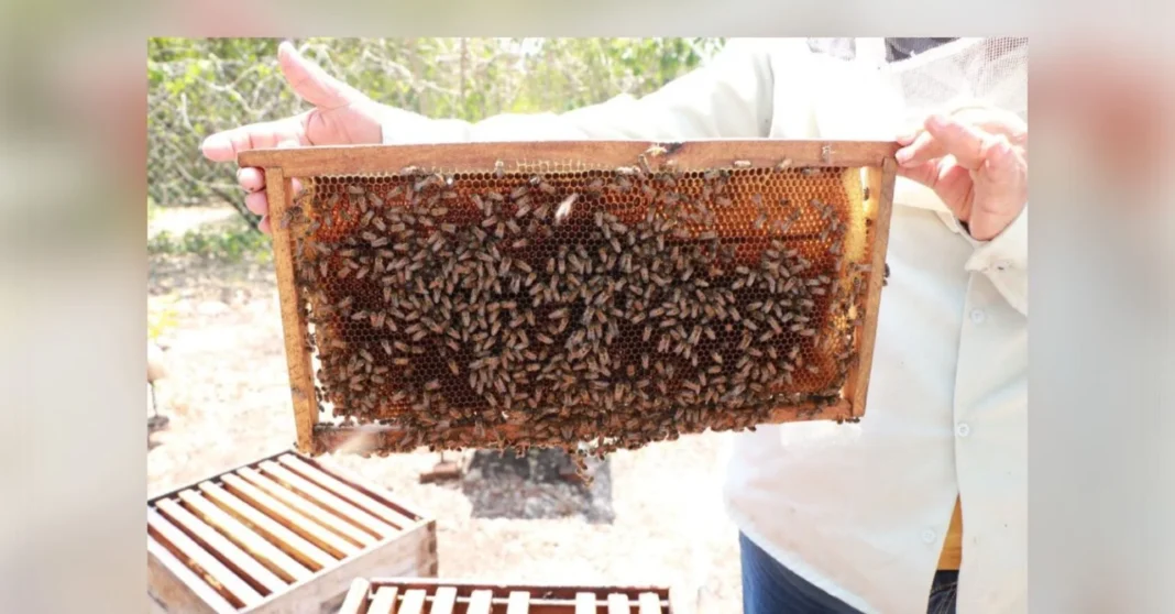 Muerte masiva de abejas expone impacto de agroquímicos en el sur de Yucatán