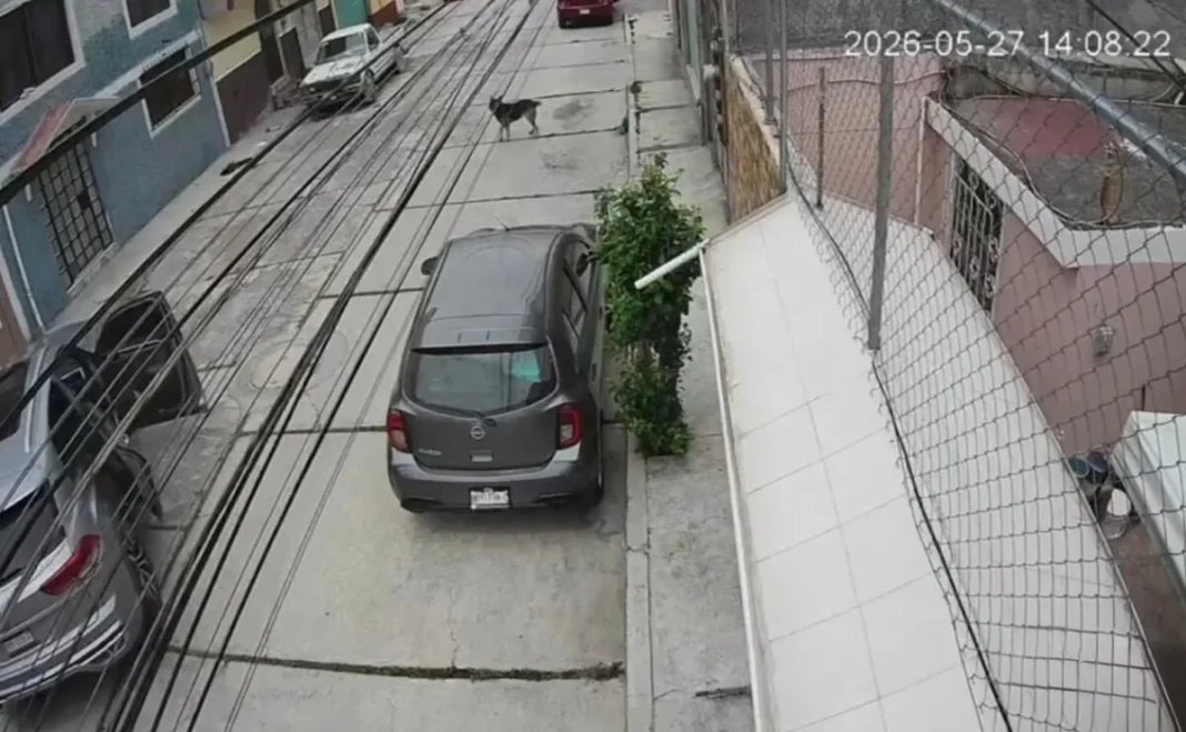 Rescatan a joven colombiana tras intento de secuestro en Pachuca