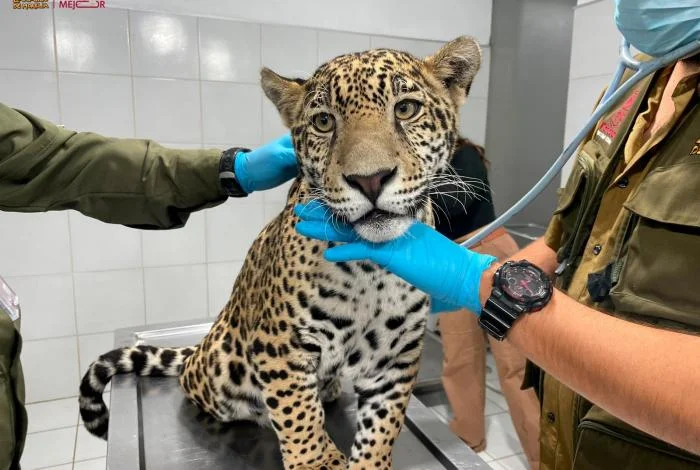 Zoológico de Morelia brindará atención y resguardo a cachorro de jaguar recuperado en Zitácuaro