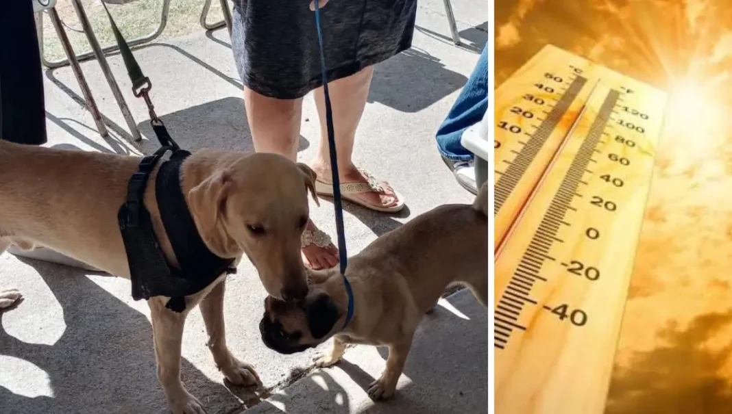 Exhortan a proteger a mascotas ante altas temperaturas en Nuevo Laredo