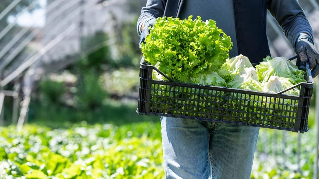 Investigan si lechuga procedente de México está vinculada a brote de ciclosporiasis en Estados Unidos