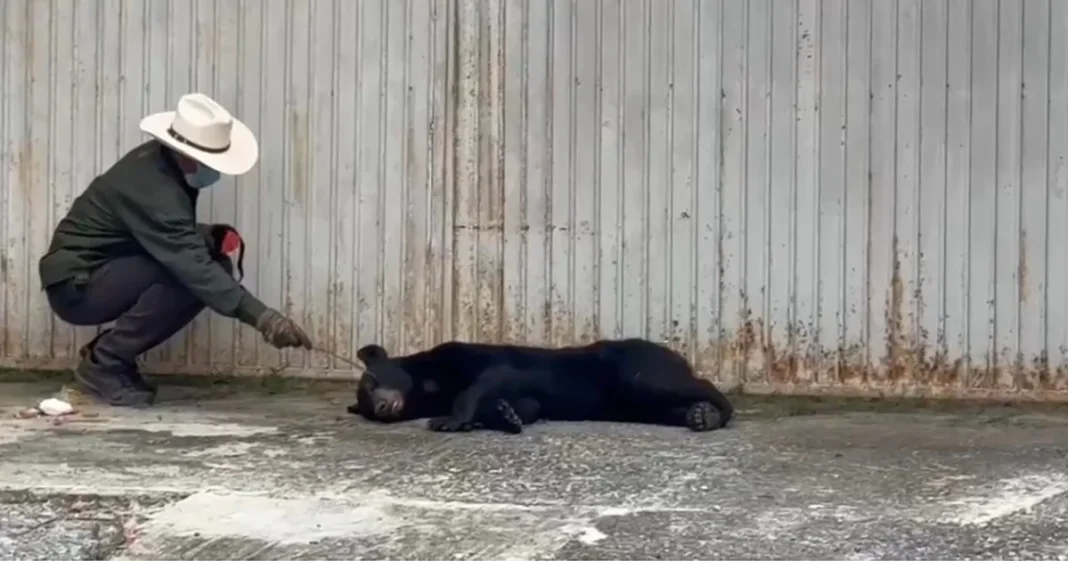 Rescatan a oso negro
