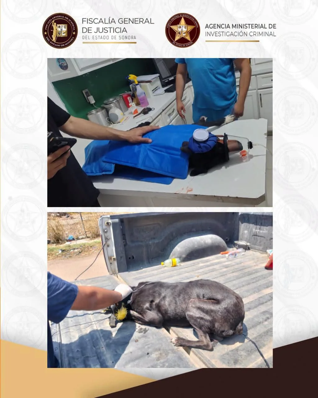 Rescatan a un perro víctima de maltrato animal en Navojoa
