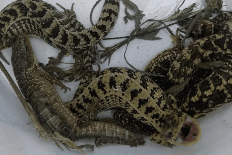 Rescatan seis “dragoncitos de la sierra” en Pachuca