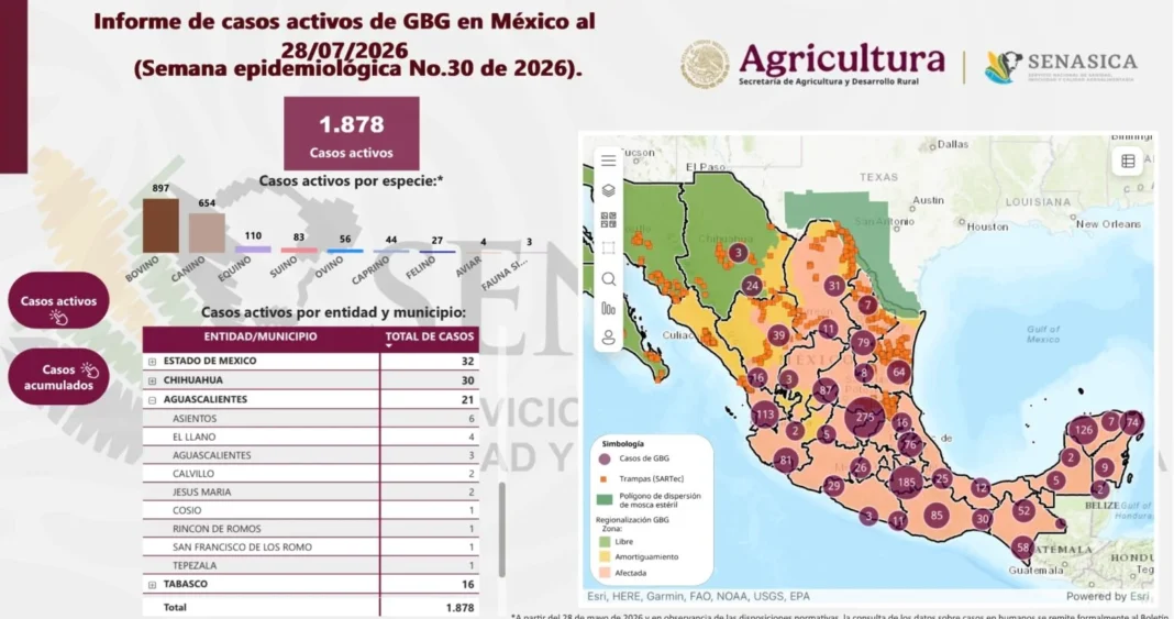Aguascalientes mantiene bajo control los casos de gusano barrenador en el ganado